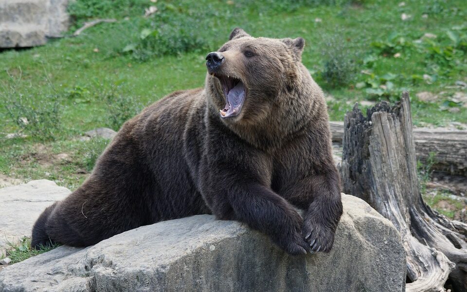 Bear