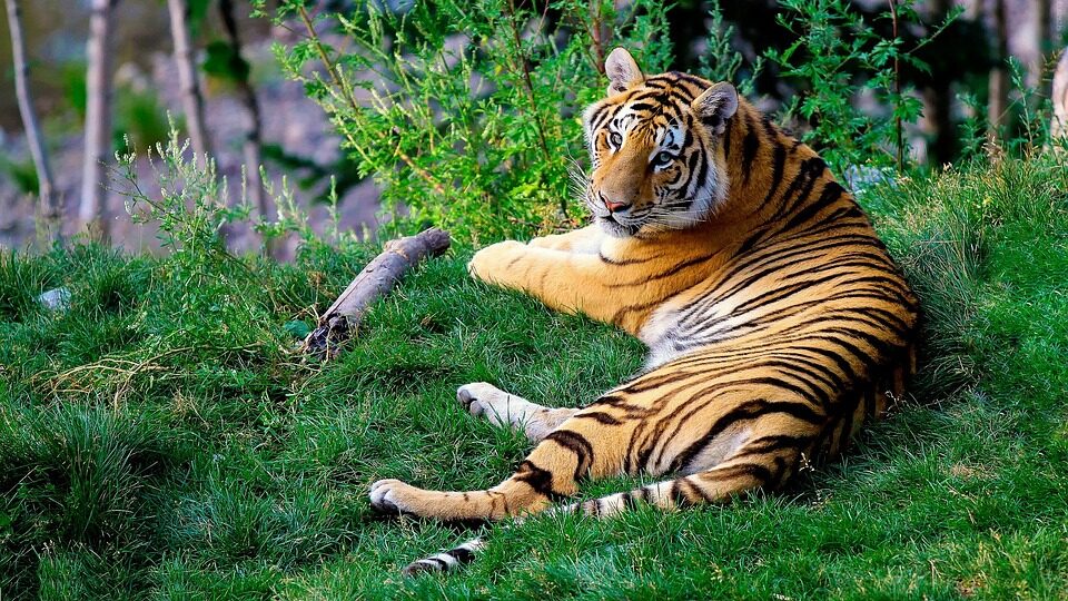 Bengal Tiger