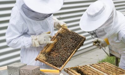 Beekeeping and anti-varroa treatment