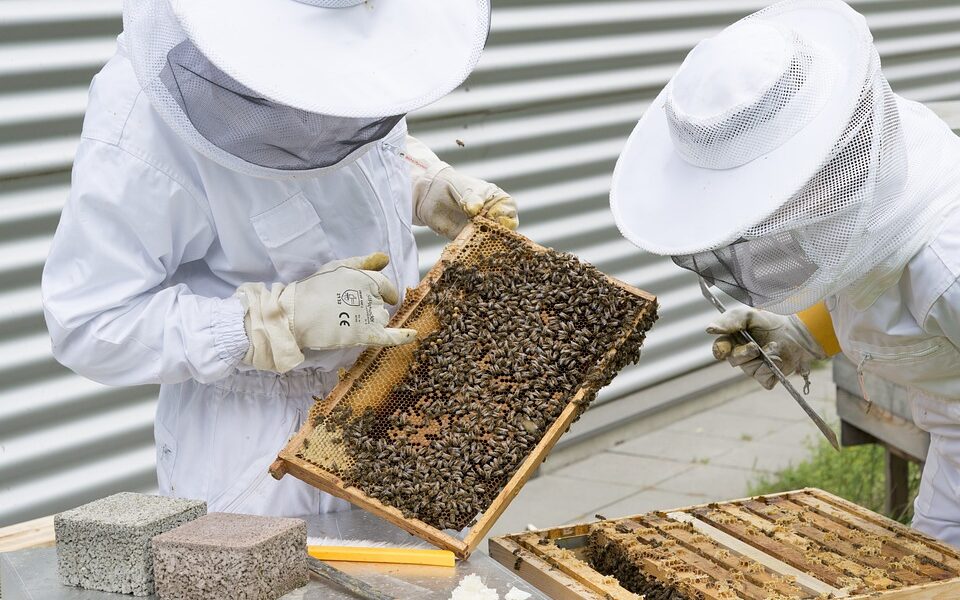 Beekeeping and anti-varroa treatment