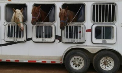 horse trailer business