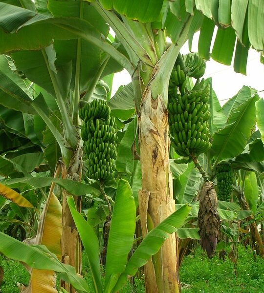Agricultural technologies