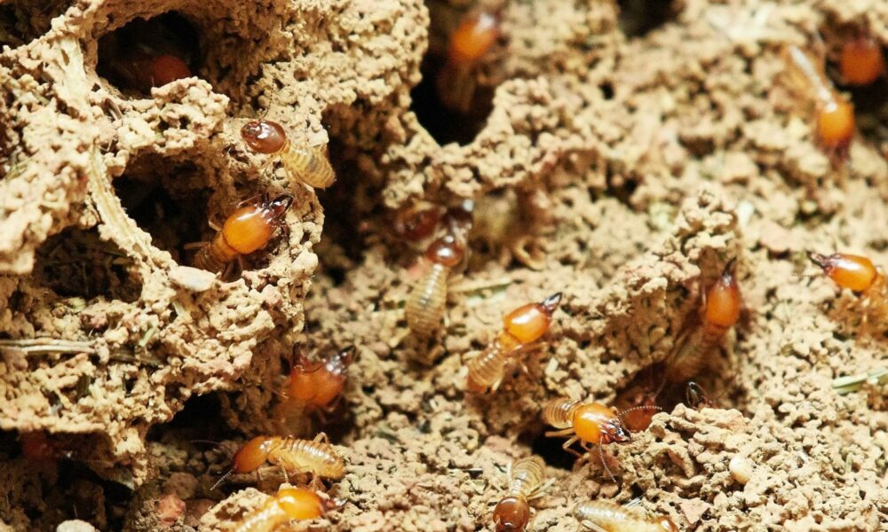 Termite Treatment Service 1536x1024 1