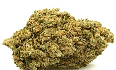 bubblegum small fleurs cbd