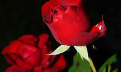 Red Rose