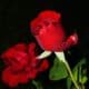 Red Rose