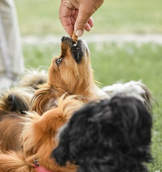 feeding a pet