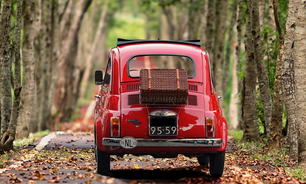 fiat 500, automobile, trees