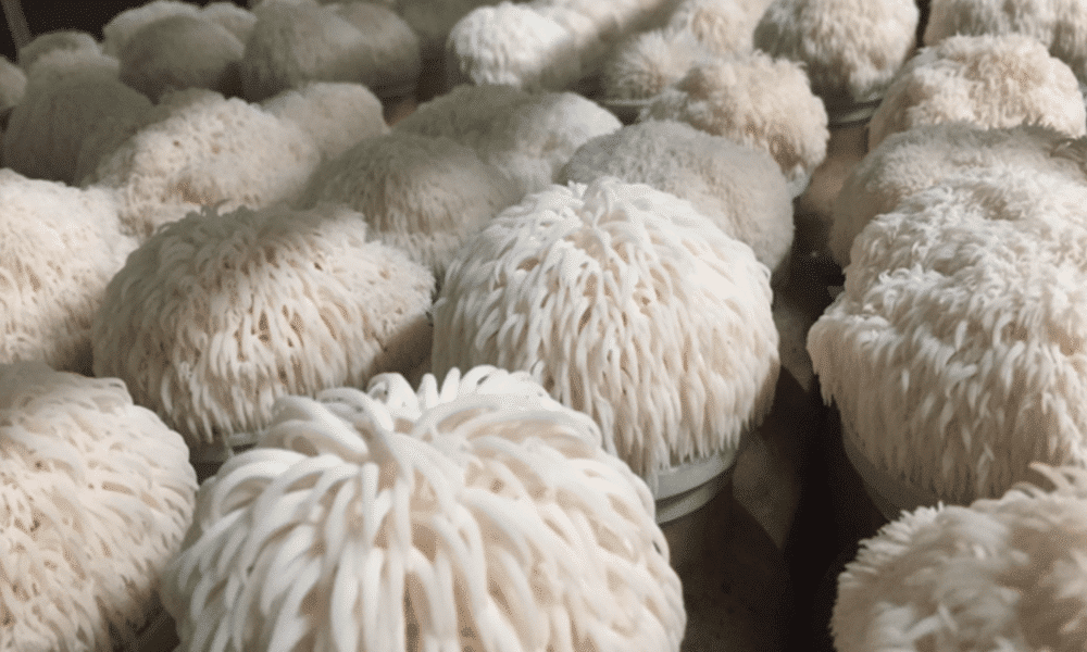 Buy Lions Mane Mushrooms