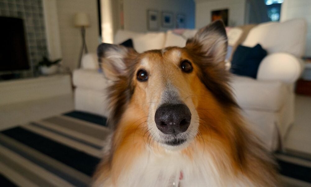 Pet friendly places