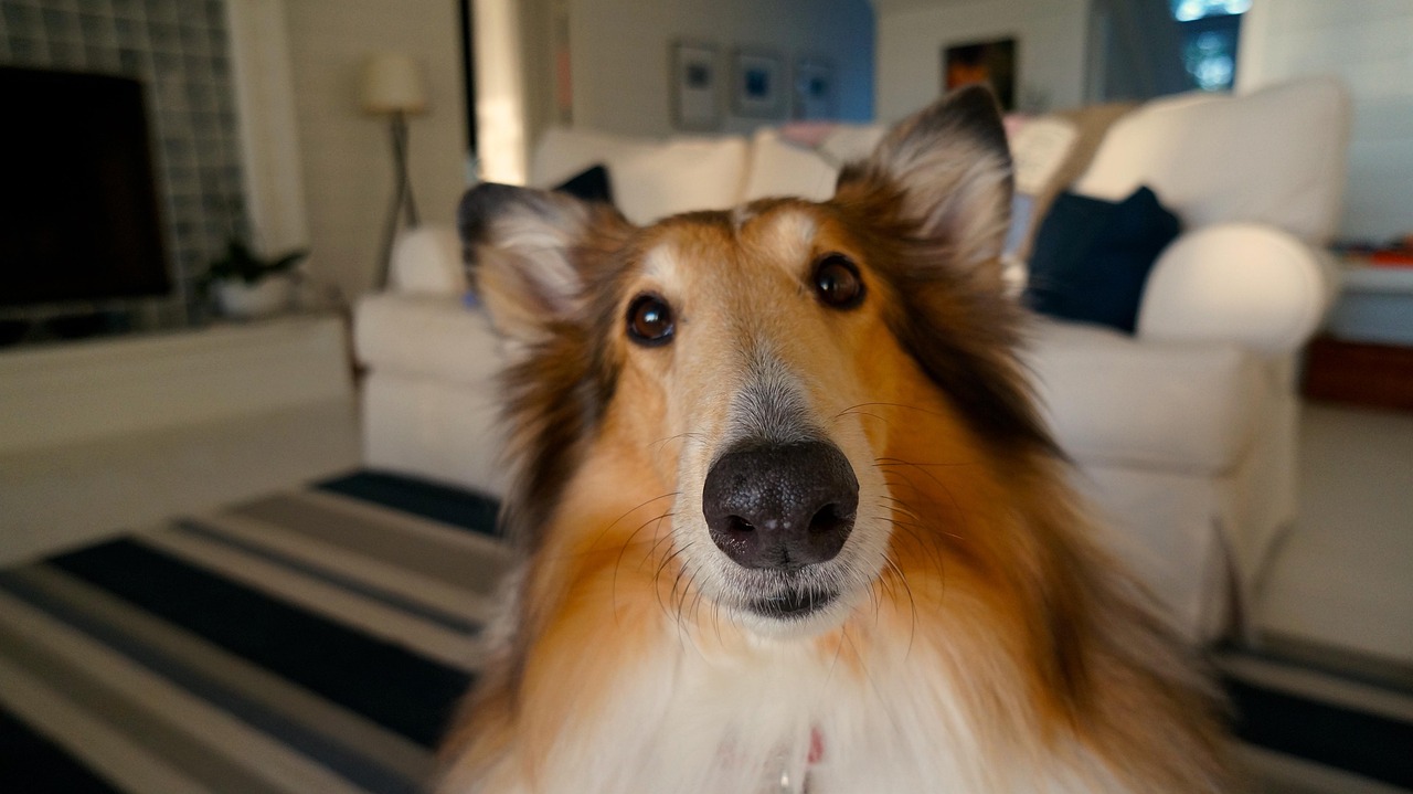 Pet friendly places