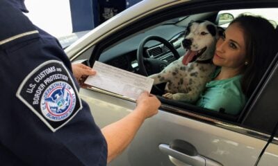 woman in green shirt holding white and black short coated dog