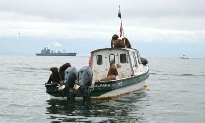 seals on white and green boat