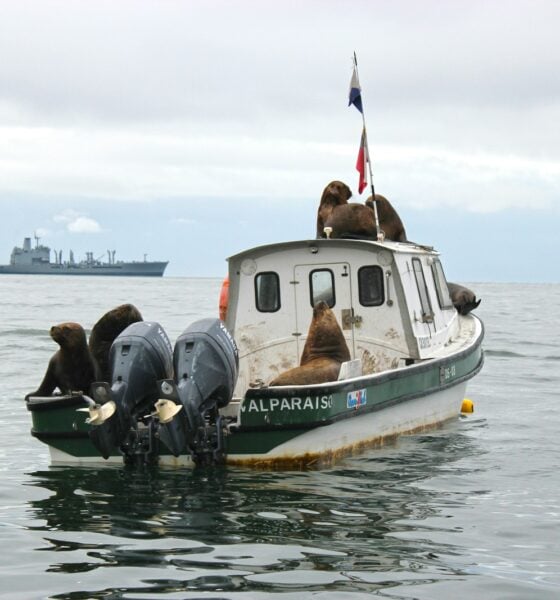 seals on white and green boat