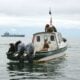 seals on white and green boat