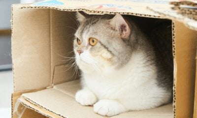 a cat sitting inside of a cardboard box