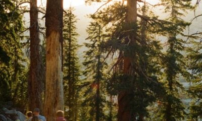 Hikers walk on a trail through a sunlit forest.