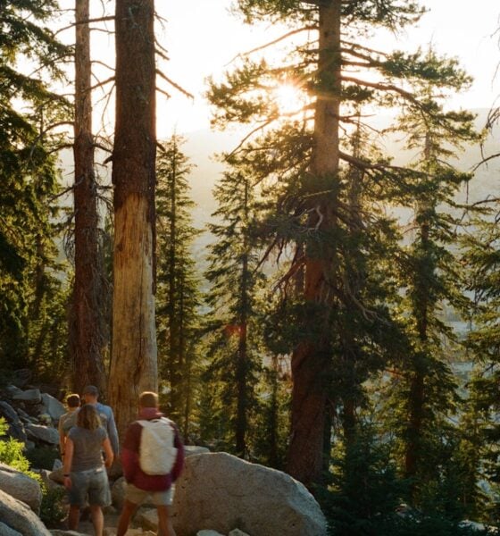 Hikers walk on a trail through a sunlit forest.