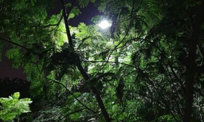 green trees under moon