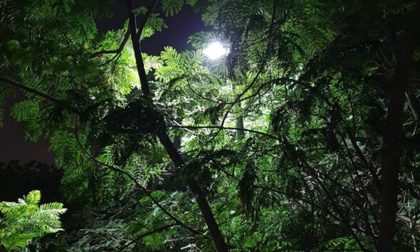 green trees under moon