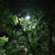green trees under moon