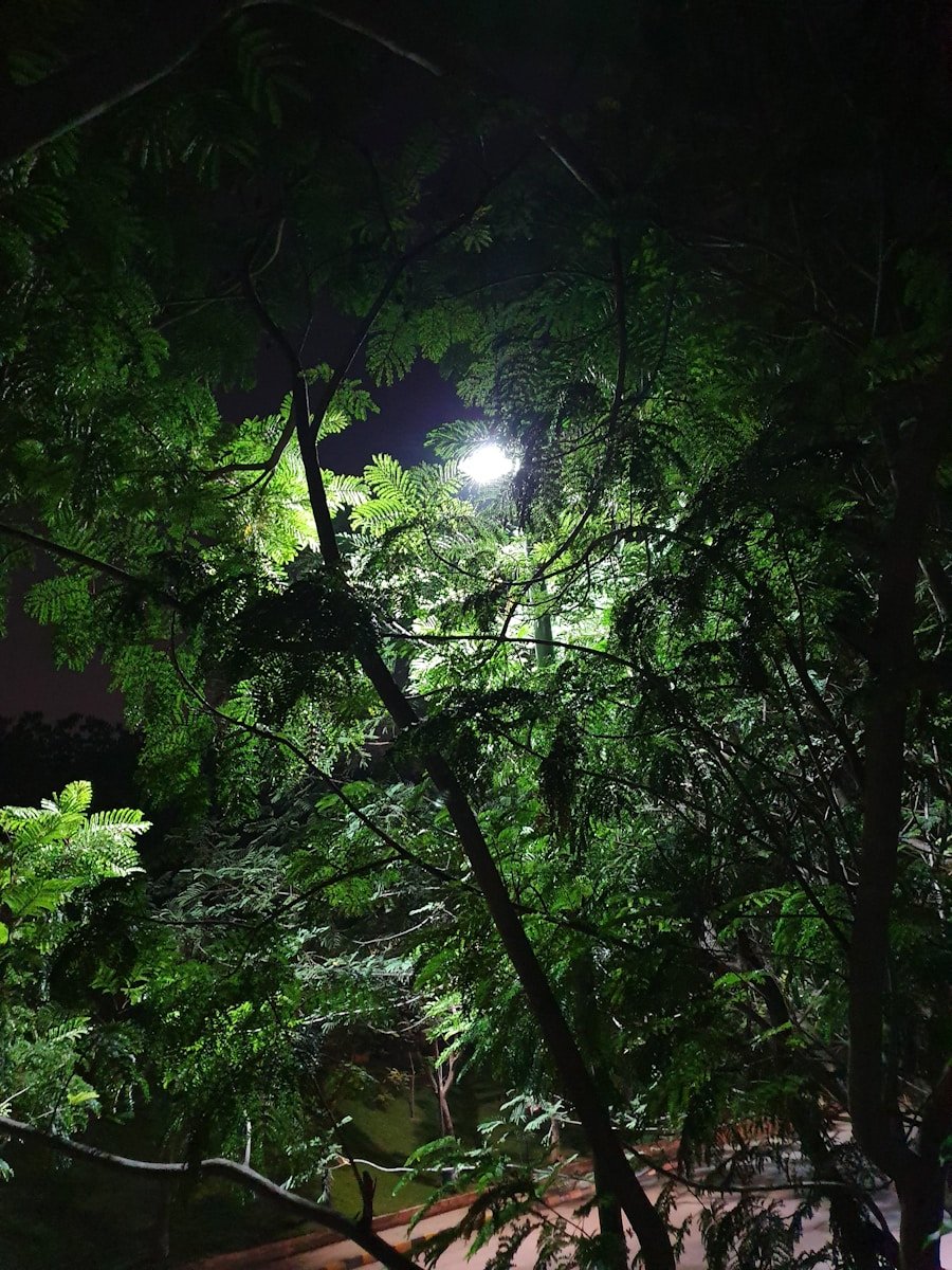 green trees under moon