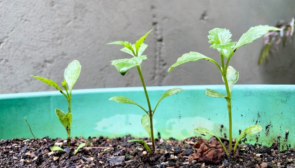 Grow a Garden Stock