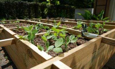 Grow a Garden Stock