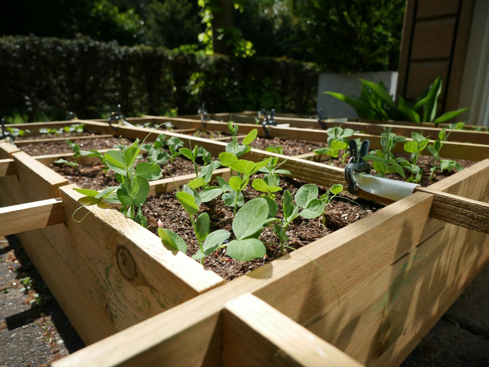 Grow a Garden Stock