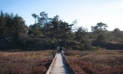 two people walking across a bridge in a field