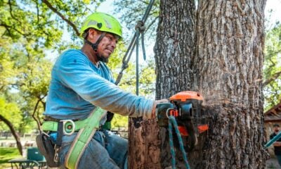 Arborist uses a chainsaw to cut a tree.