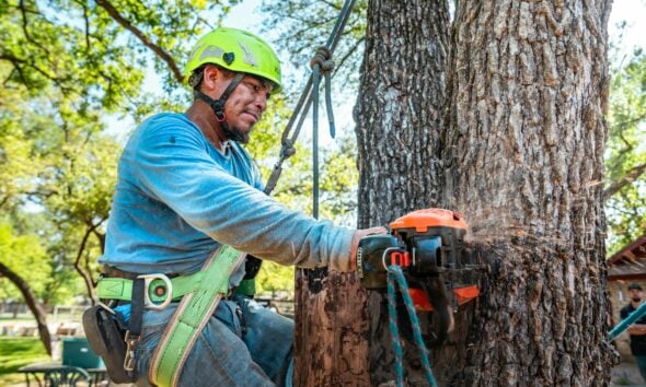 Arborist uses a chainsaw to cut a tree.