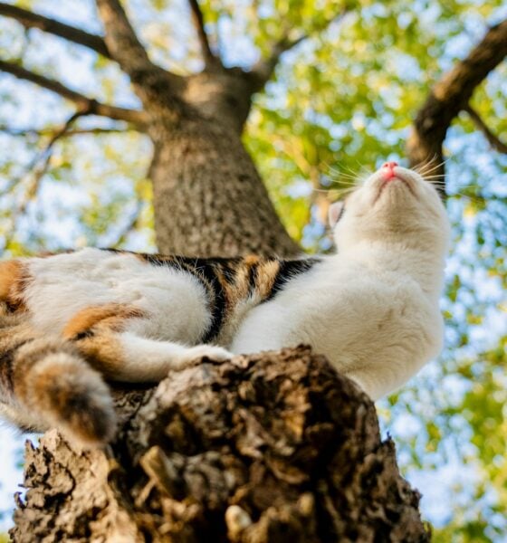 Yaheetech Multi-Level Cat Tree