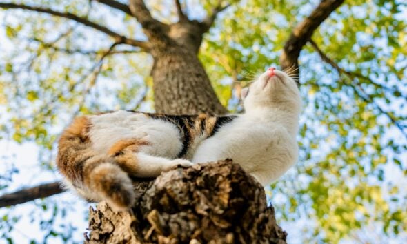 Yaheetech Multi-Level Cat Tree