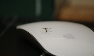 a spider on a white plate