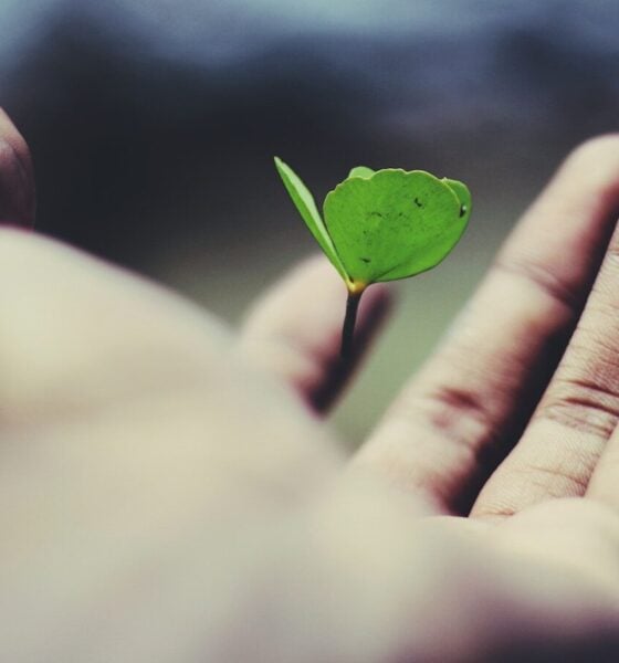 floating green leaf plant on person's hand