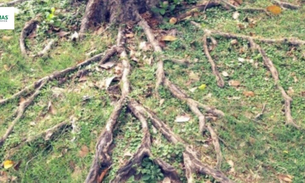 Tree Removal vs. Tree Trimming