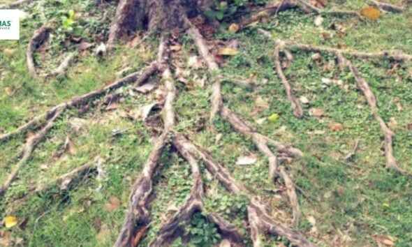 Tree Removal vs. Tree Trimming