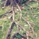 Tree Removal vs. Tree Trimming