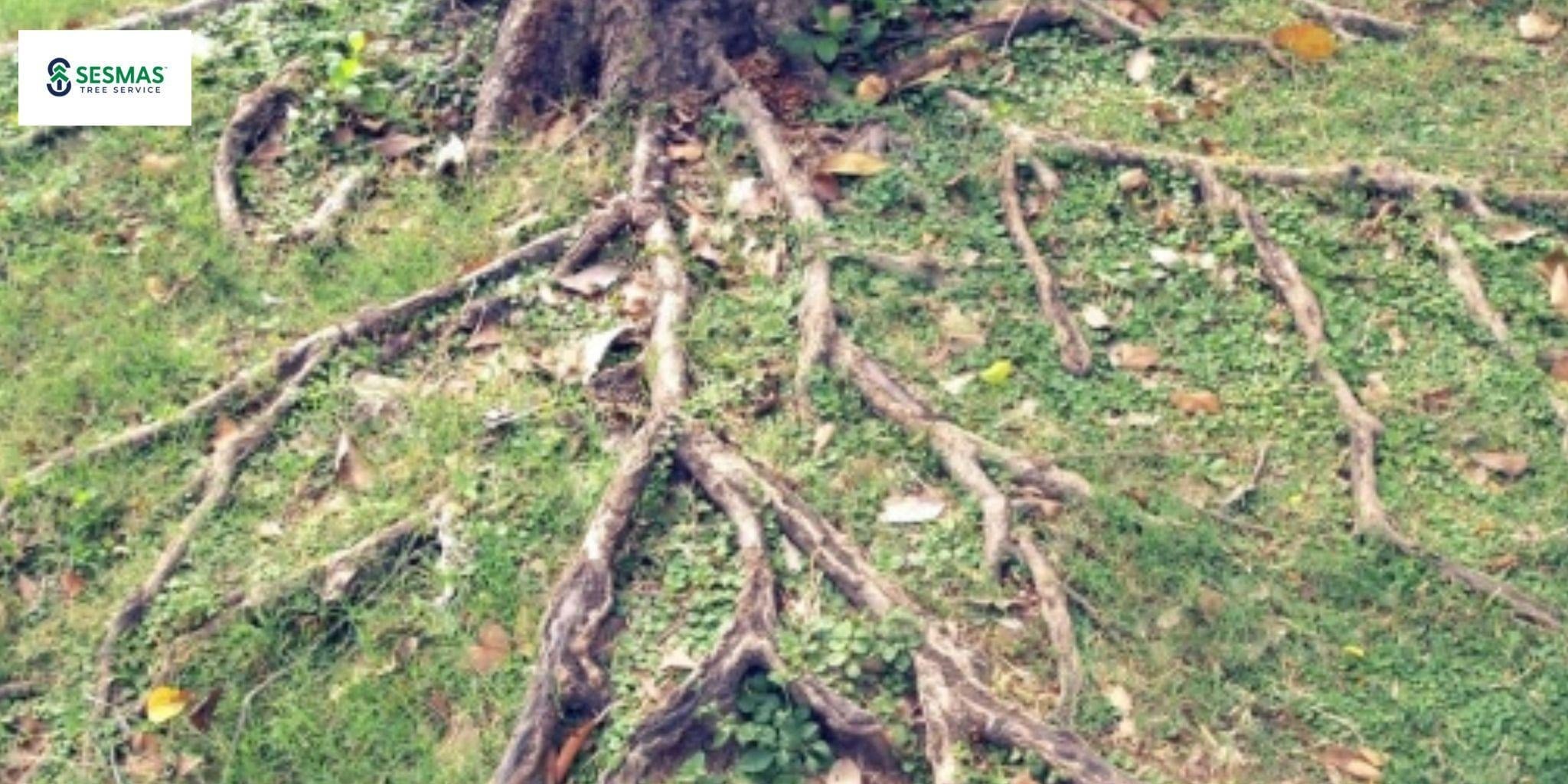 Tree Removal vs. Tree Trimming