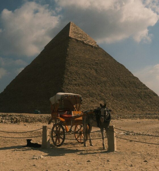 A donkey pulls a carriage in front of a pyramid.