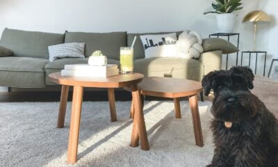 black long coated small dog on gray carpet