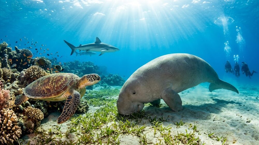 Turtles