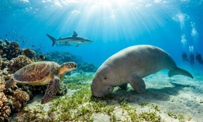 Turtles