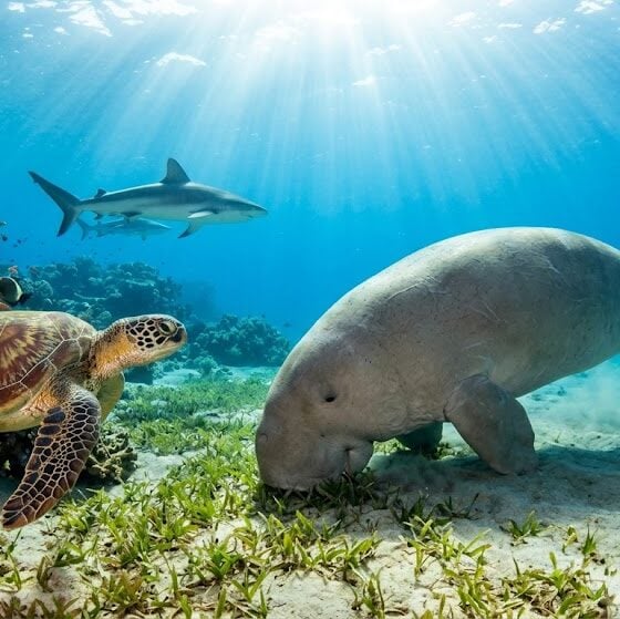 Turtles