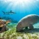 Turtles